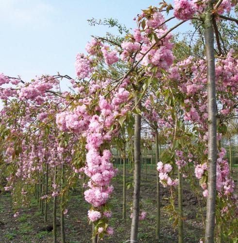  Ornamental Trees - Prunus serr. Kiku shidare 10-12 - by Ron Le Poole Holland