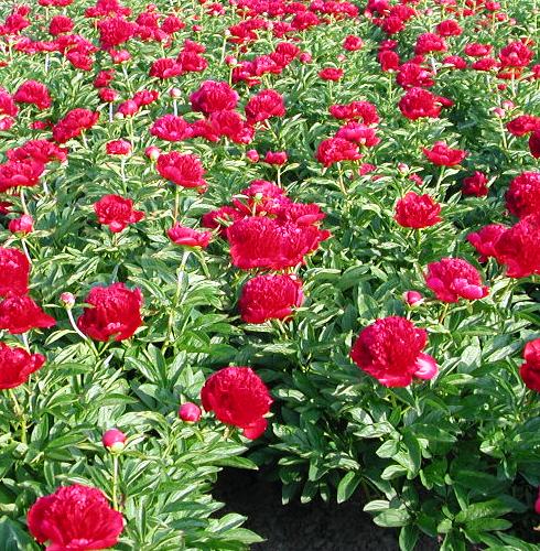 Paeonia 'Red Charm' - by Ron Le Poole Holland