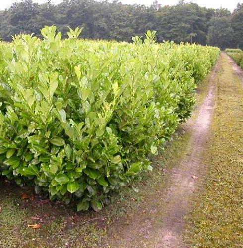  Prunus l Rotundifolia 150-175 -Hedging - by Ron Le Poole - Holland