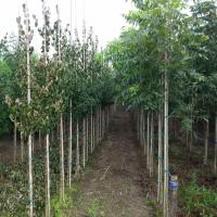 Cornus officinalis 'Robin's Pride' by Ron Le Poole Holland