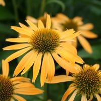 Echinacea 'Harvest Moon' - by Ron Le Poole Holland