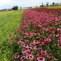 Echinacea Pink Double Delight by Ron Le Poole Holland