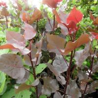 Populus canadensis 'Purple Tower' by Ron Le Poole Holland