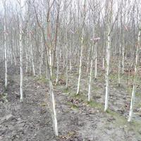 Betula jacquemontii -by Ron Le Poole Holland