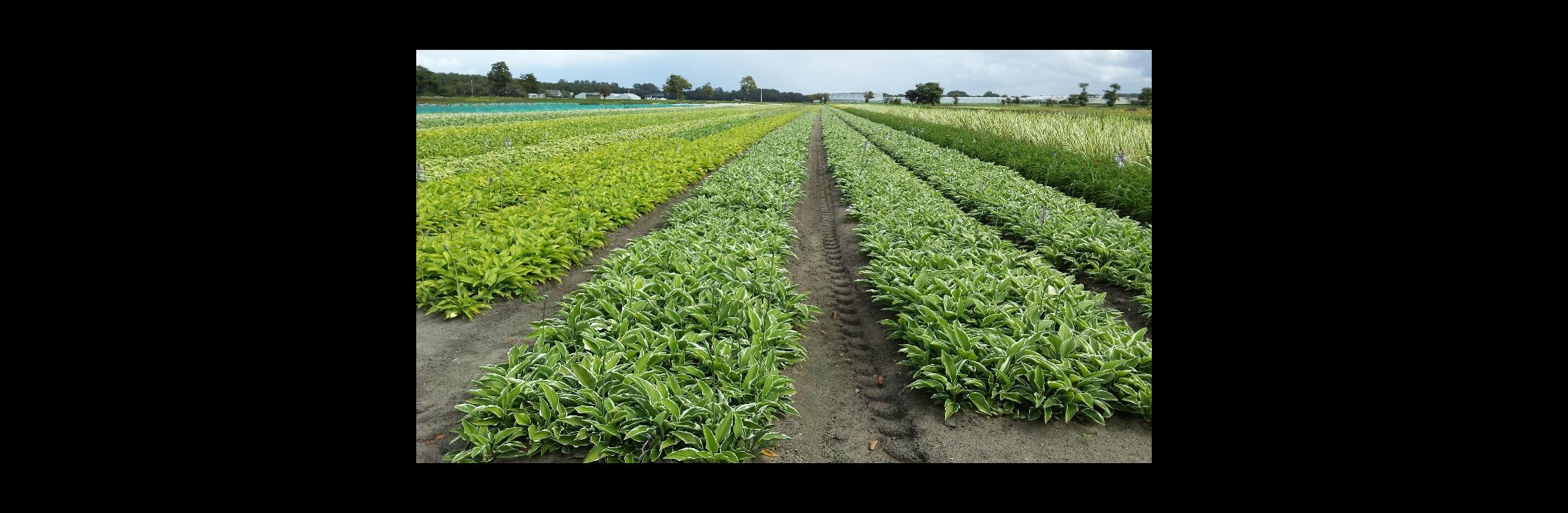 Hosta's in the field - by Ron Le Poole - Holland