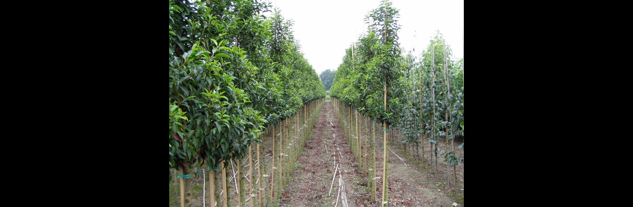 Prunus lusitanica 'Angustifolia' std by Ron Le Poole - Holland